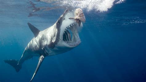 No More Megalodon Discovery Channel Promises A More Scientific Shark