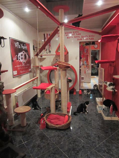 Cats Playroom With Cat Shelves Catwalks Catwheel Cat Towers