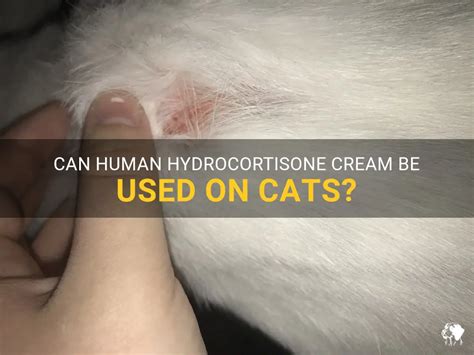 Can Human Hydrocortisone Cream Be Used On Cats Petshun