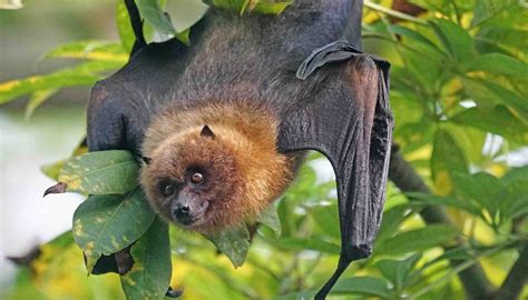 Fun Fruit Bat Facts For Kids Kidadl