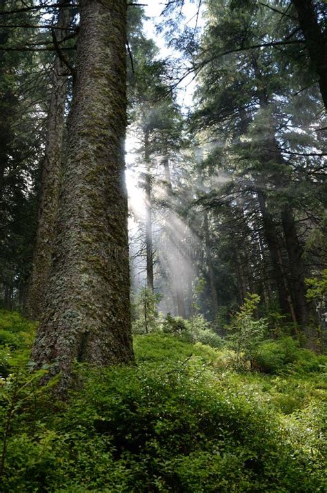 Inside Of The Coniferous Forest In The Carpathian Mountains Stock