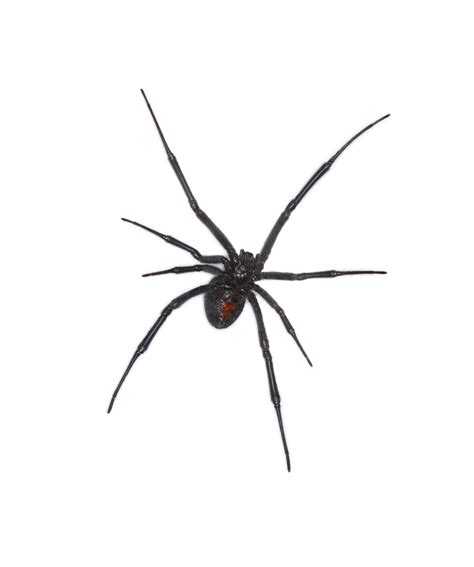 Black Widow Spiders Eco Strike Pest Control