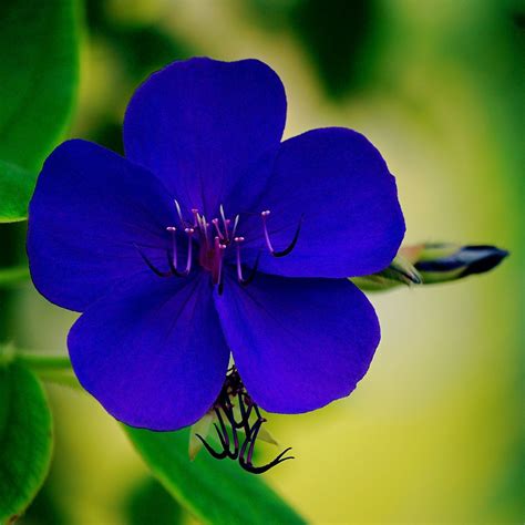 A Queen With Five Petals Unusual Flowers Blue And Purple Flowers