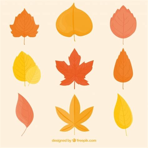 Free Vector Collection Of Hand Drawn Autumn Leaves