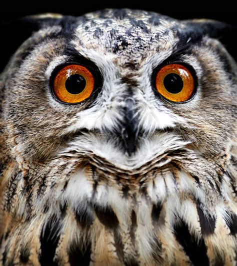 Scary Owl Face Stock Photos Pictures And Royalty Free Images Istock