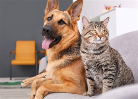 Are Cats Smarter Than Dogs Scientists Finally Have The Answer