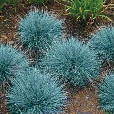 Buy Blue Fescue Grass Seeds Online Rarexoticseeds