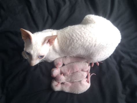 Read more about this cat breed on our cornish rex breed information page. Rex Cat For Sale Near Me