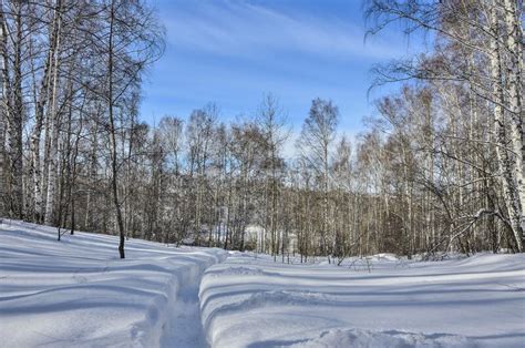 Wonderful Winter Landscape Narrow Path In Deep Snow Leading To Birch