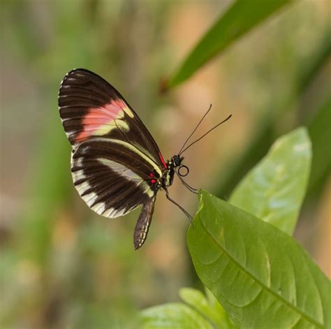 Red Postman Butterfly At The Horniman Butterfly House Flickr