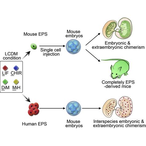Derivation Of Pluripotent Stem Cells With In Vivo Embryonic And