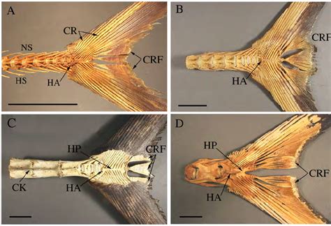 Morphology Of The Caudal Fin Skeleton In A Scomberomorus Maculatus