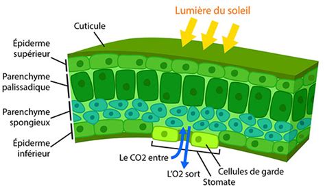 Hence like any other plant, photosynthesis in cacti takes place in chloroplasts. Métabolisme de l'acide Crassulacean | Ask A Biologist