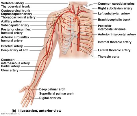 Upper Extremity Artery Anatomy Anatomy
