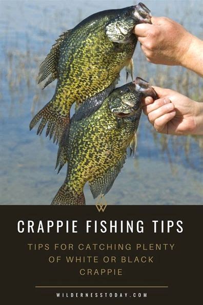 #fishing for beginners, #fishing zak catchem, fishing 2018 ...