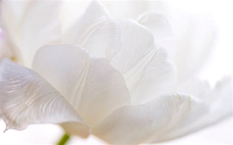 It is also a symbol of commitment and bond that lasts forever. White Flower HD Wallpapers