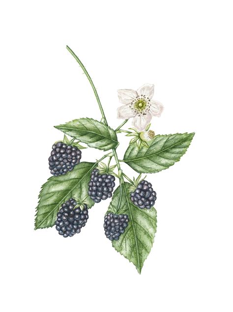 Blackberry Watercolor Botanical Illustration Botanical Illustration