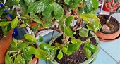 Ficus Bonsai, foglie ingiallite o macchiate? Perché succede e come evitarlo