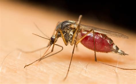 Wissenswertes über Mücken