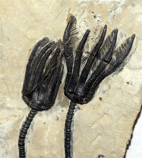 About Crinoids