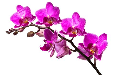 Free Pink Orchid Cliparts Download Free Pink Orchid Cliparts Png
