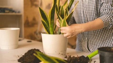 Peace lily betta fish aquarium (how to: Dracaena Trifasciata Care - An Indoors Gardeners Guide ...