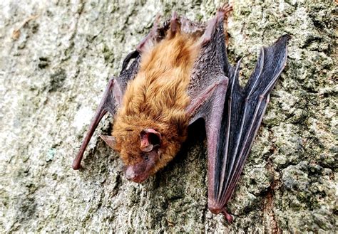 Bat Removal Clarks Pest Bats