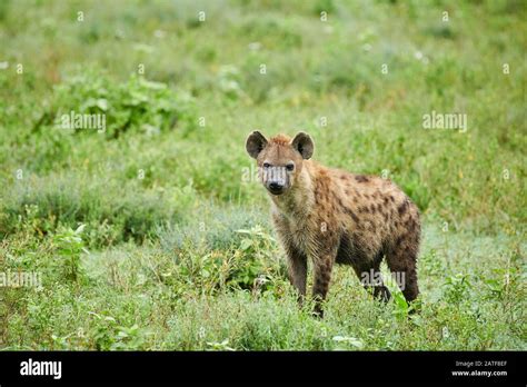 Spotted Hyena Crocuta Crocuta In Serengeti National Park Unesco
