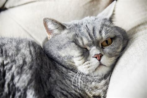 British Fat Cat Lounging On The Sofa Asleep Cat Look Stock Image