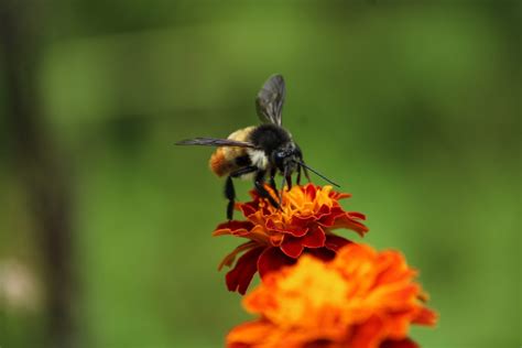 Busy Bee Pixahive