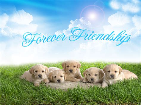 Love Quotes Friendship Day Wallpapersfriendship Day Picscute