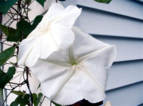 The moonflower vine, botanically ipomoea alba. Toxicity of the Moonflower Vine (Ipomoea Alba) | ThriftyFun