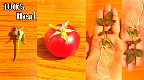 How To Grow Roses Buds In Tomato Easy And Simple Way To Grow Roses