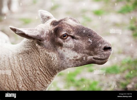Sheep Head Hi Res Stock Photography And Images Alamy