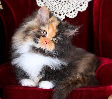 Doll face teacup persian kittens for sale at catscreation.com! Calico Kittens Photo Gallery - Doll Face Persian ...