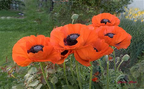 Maybe you would like to learn more about one of these? Im Nachbarn Garten Foto & Bild | blumen , nature, natur ...
