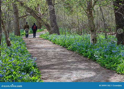 Virginia Bluebell Festival Editorial Photography Image Of Tourist