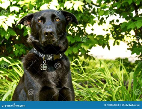 Black Shepherd Dog Looking At Camera His Backyard With Stunned Look