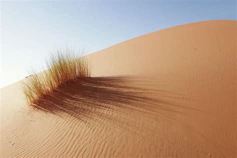 Grass In Sahara Desert Merzouga By Tunart