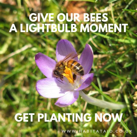 How long do wildflowers take to grow? The right bulbs can be really, really good for bees ...