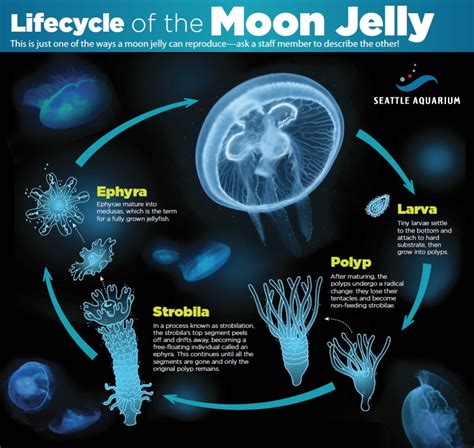 The Facts Of Jellyfish Life Seattle Aquarium Jellyfish Facts