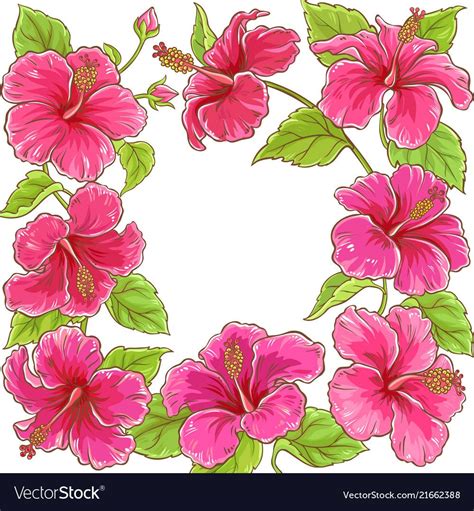 Hibiscus Flowers Vector Frame On White Background Download A Free