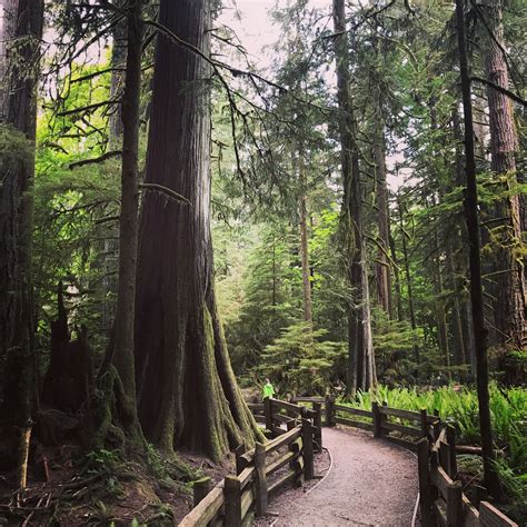 Cathedral Grove Vancouver Island Vancouver Island Island Favorite