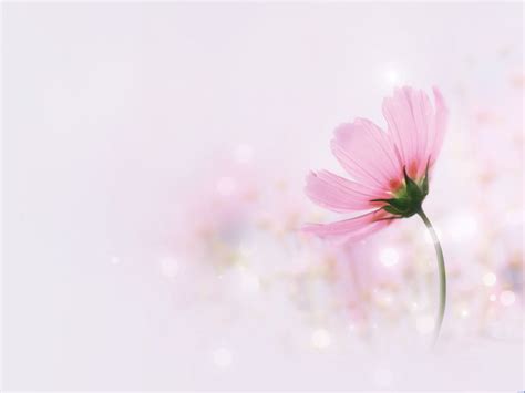 Pink Elegant Flowers Ppt Backgrounds Pink Elegant Flowers Ppt Photos