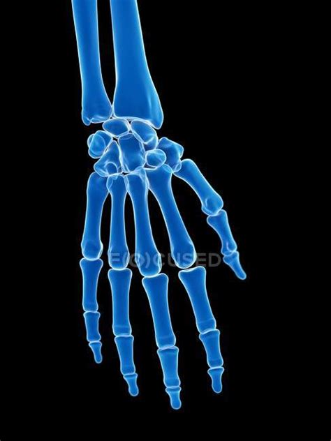 Anatomy Of Human Skeleton Hand Bones Computer Illustration — Fingers