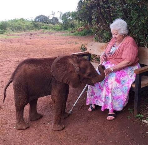 Meet Daphne Sheldrick A Great Woman Who Dedicated All Her Life To Saving Orphaned Elephants