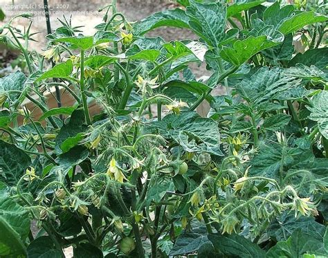 Fast shipping and orders $35+ ship free. PlantFiles Pictures: Tomato 'Lime Green Salad ...