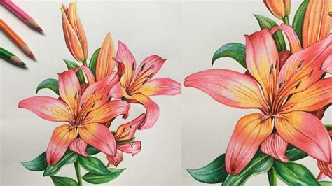 Lily Flowers Drawing In Colors Pencils Flower Drawing Camlin