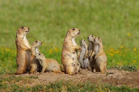 Wichita Mountains National Wildlife Refuge Prairie Dogs Sarowen