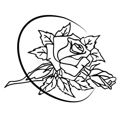 Black And White Graphic Drawing Of A Rose Contour Flower Antistress